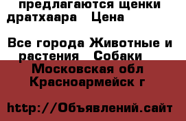 предлагаются щенки дратхаара › Цена ­ 20 000 - Все города Животные и растения » Собаки   . Московская обл.,Красноармейск г.